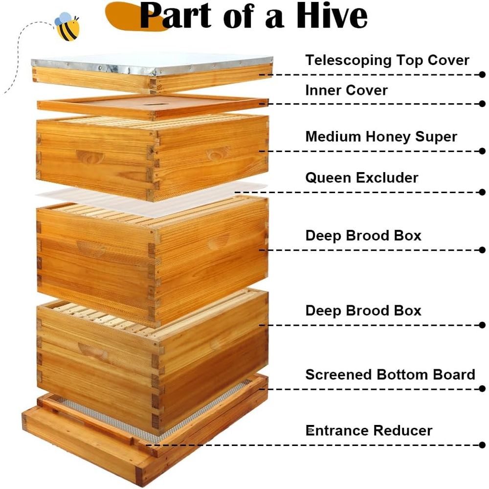 طقم خلية نحل بـ 10 إطارات مع ق - مراجعة Beehive Frame Wax وسعره